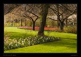 Keukenhof Hollandia 096